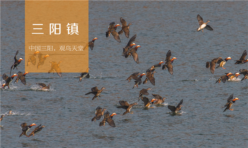 中国三阳，观鸟天堂 ——三阳镇